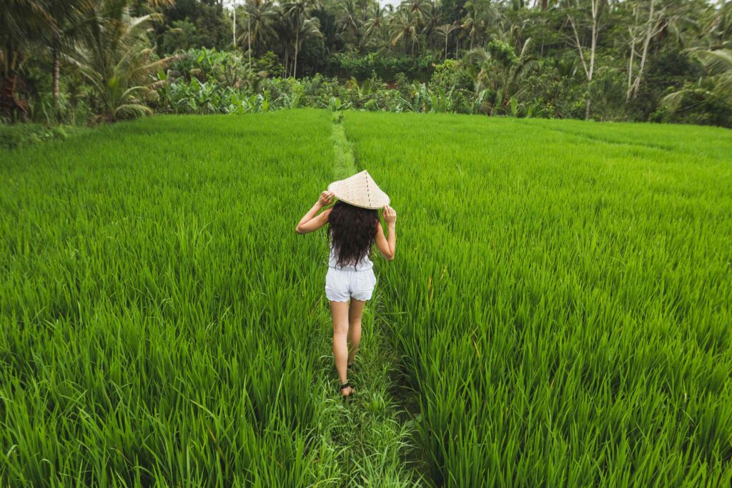 sanur rice fields