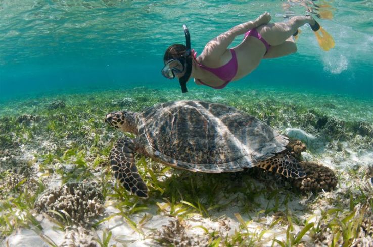 Snorkeler in shallow water