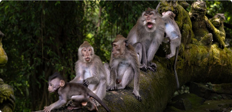 Sacred Monkey Forest Sanctuary