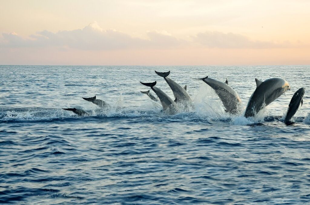Dolphins lovina bali