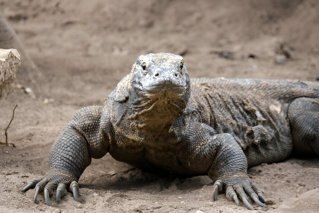  Komodo National Park