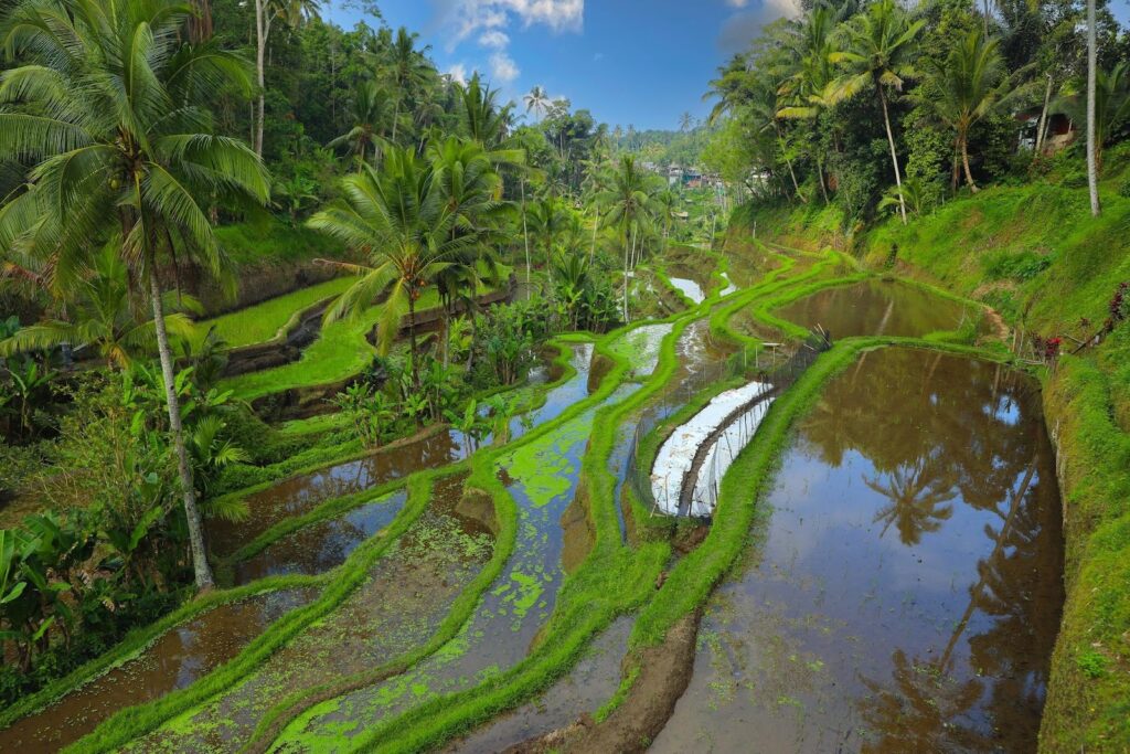 ubud